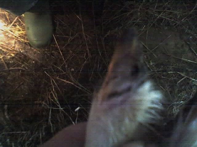 Help please!  - hopping lame - Goats