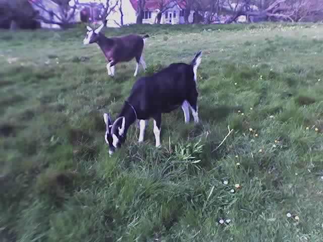 my girls - pics! - Goats