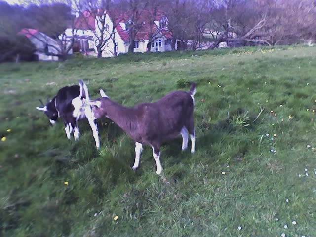 my girls - pics! - Goats