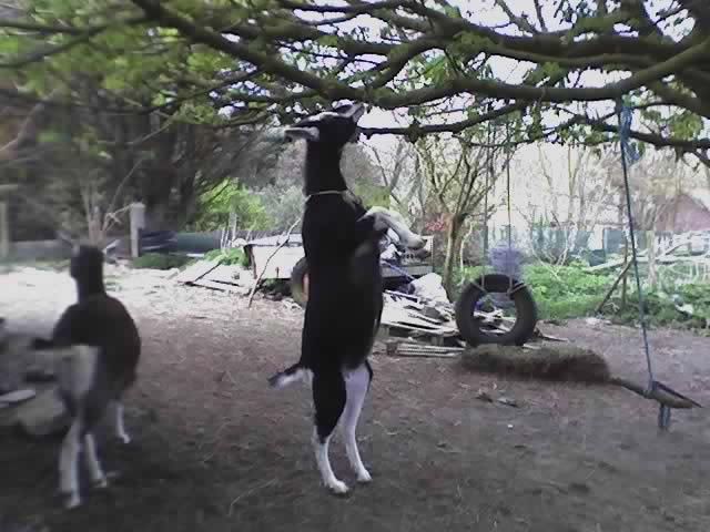 my girls - pics! - Goats