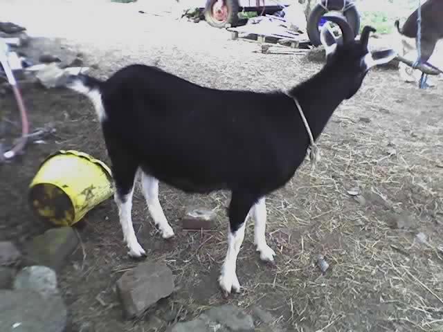 my girls - pics! - Goats