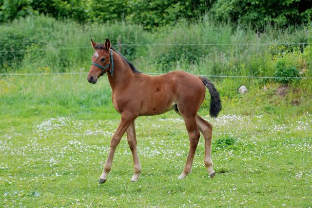 DSC_90401_liten.jpg