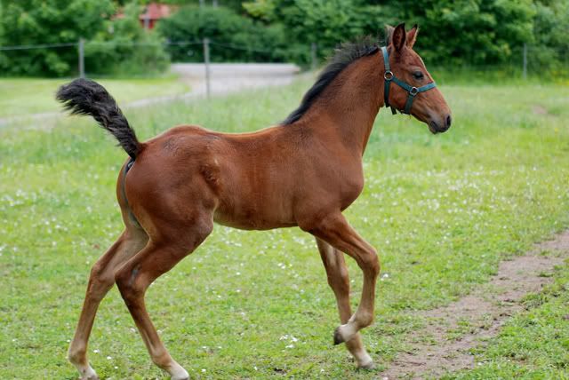 DSC_9102_liten.jpg