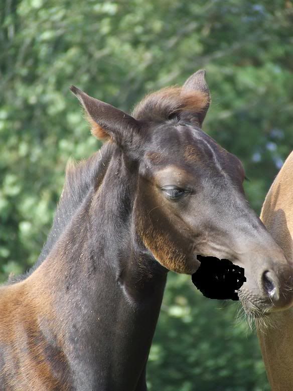 flis.jpg