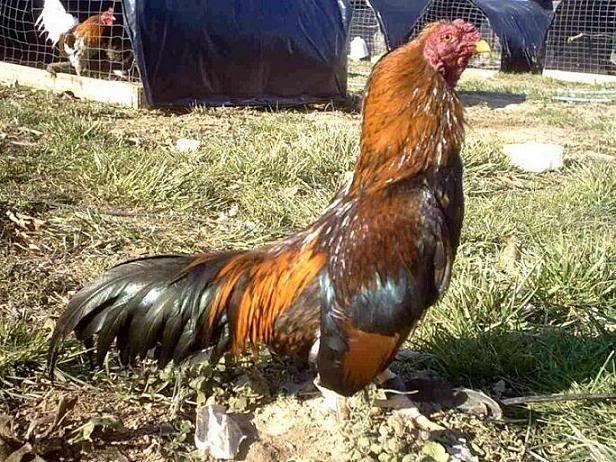 John Seymour's Homemade Feed - Poultry