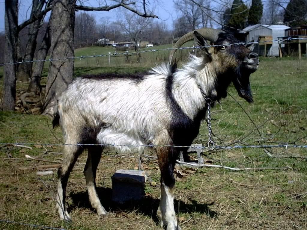 Electric netting question - Goats