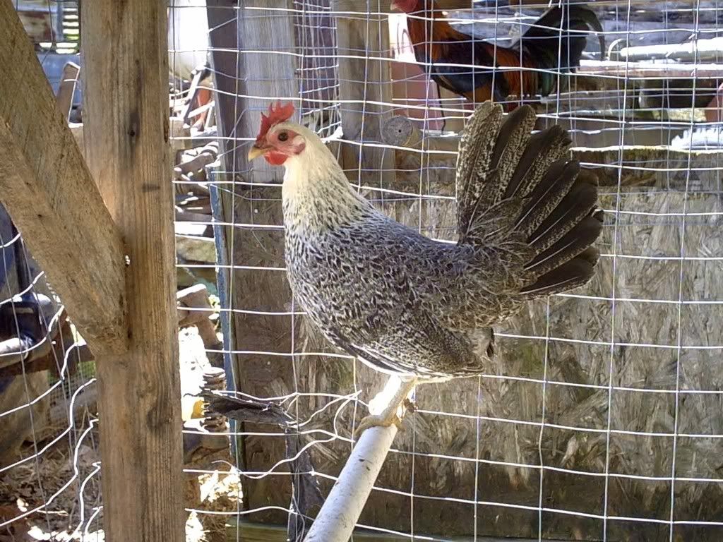 John Seymour's Homemade Feed - Poultry