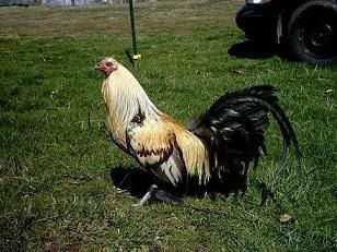 John Seymour's Homemade Feed - Poultry