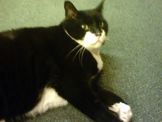 re: Anyone interested in a Cat? [located in Shakespeare Book Store on 716 B