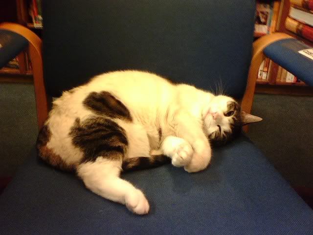 Anyone interested in a Cat? [located in Shakespeare Book Store on 716 Broadway @ Washington Place] 