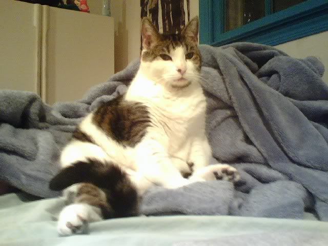 re: Anyone interested in a Cat? [located in Shakespeare Book Store on 716 B