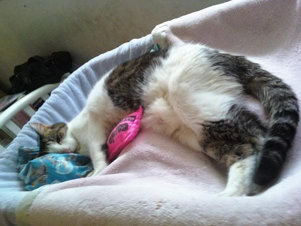 I Enjoy Being a Girl