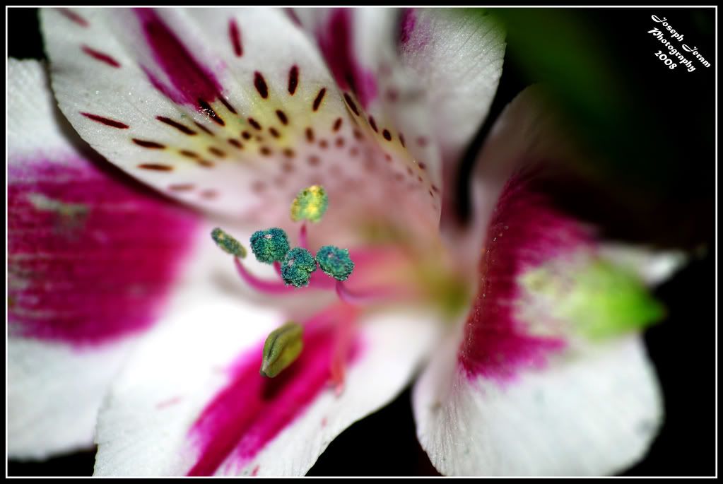 IMAGE: http://i168.photobucket.com/albums/u164/supra8903/purple-whiteflower.jpg