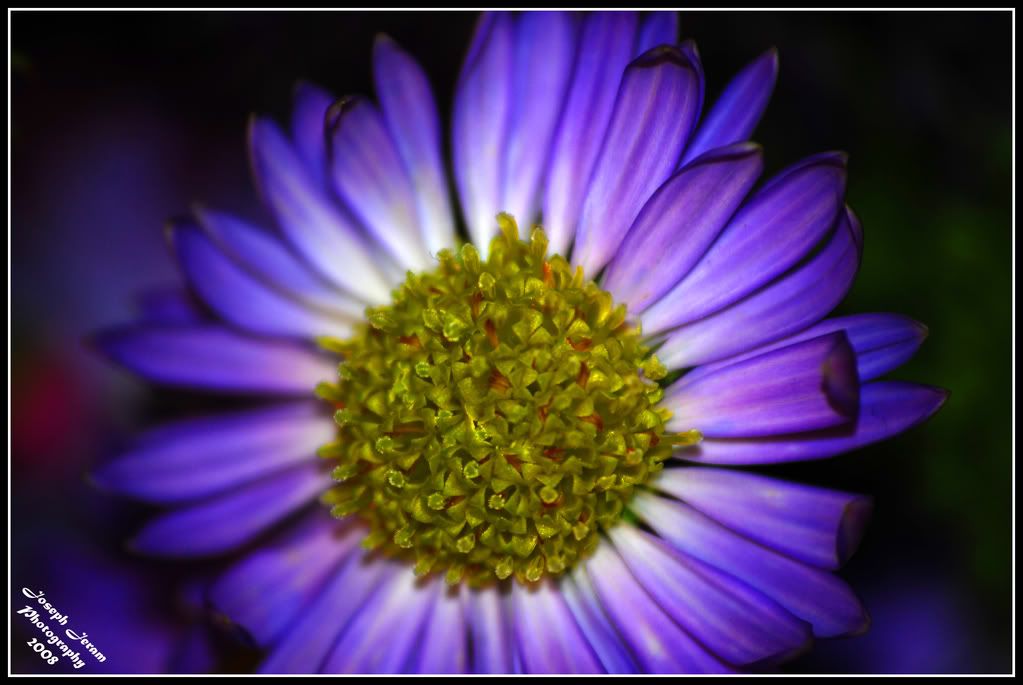 IMAGE: http://i168.photobucket.com/albums/u164/supra8903/purple-yellow.jpg