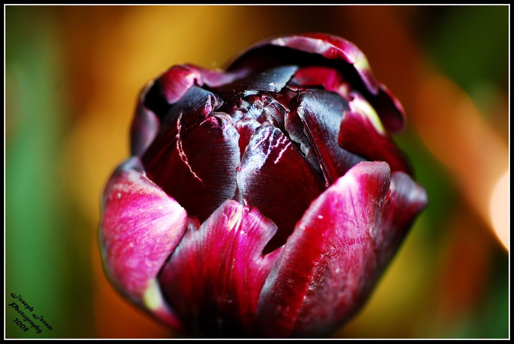 IMAGE: http://i168.photobucket.com/albums/u164/supra8903/purpleflower.jpg