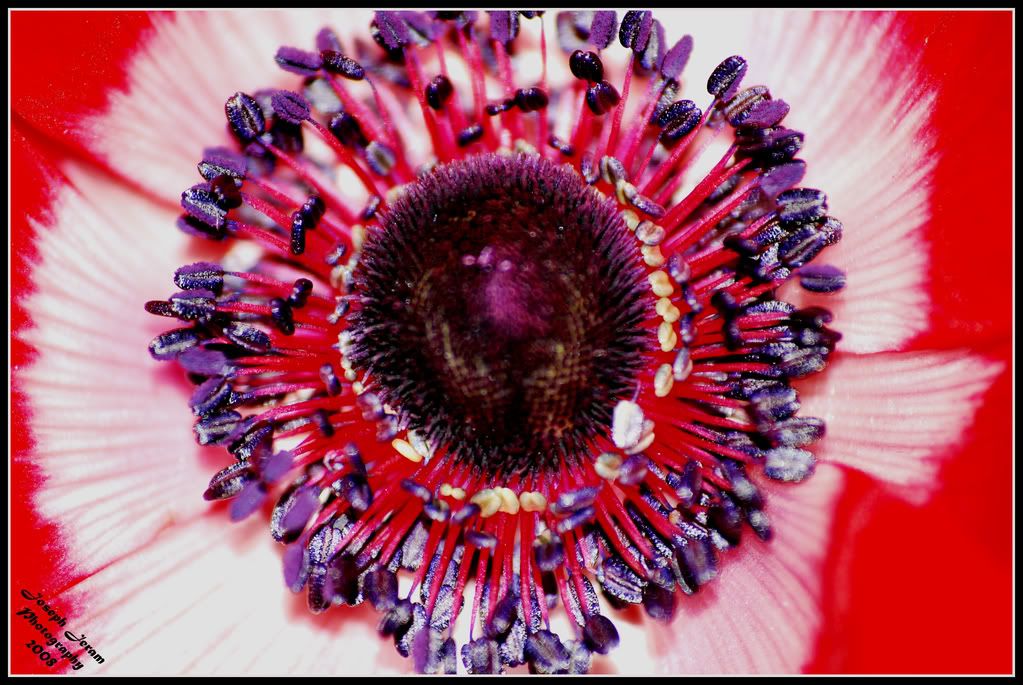 IMAGE: http://i168.photobucket.com/albums/u164/supra8903/red-whiteflower.jpg