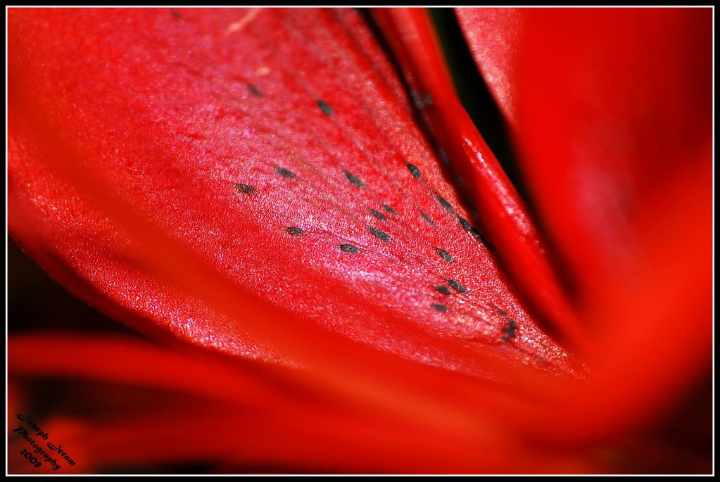 IMAGE: http://i168.photobucket.com/albums/u164/supra8903/strawberry.jpg