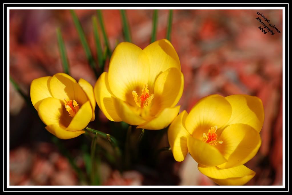 IMAGE: http://i168.photobucket.com/albums/u164/supra8903/yellowflowerscopy.jpg