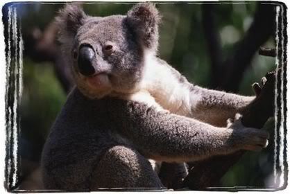 koala_jpg_313193g.jpg