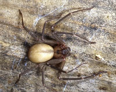 spider bite pictures early stages. Brown Recluse Spider.