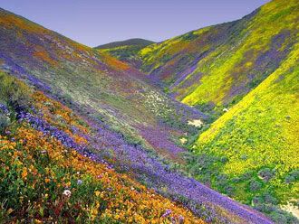 psychedelic mountain flowers when God paints Pictures, Images and Photos