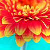 orangeflower-1.png