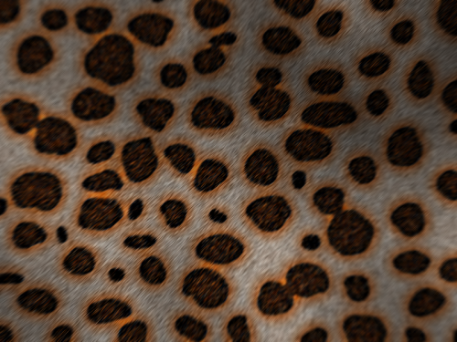 Leopardskin.png
