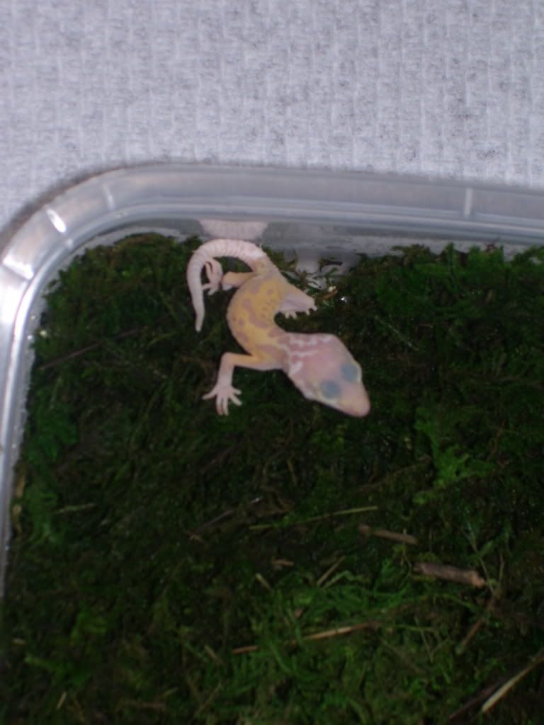 geckos014.jpg