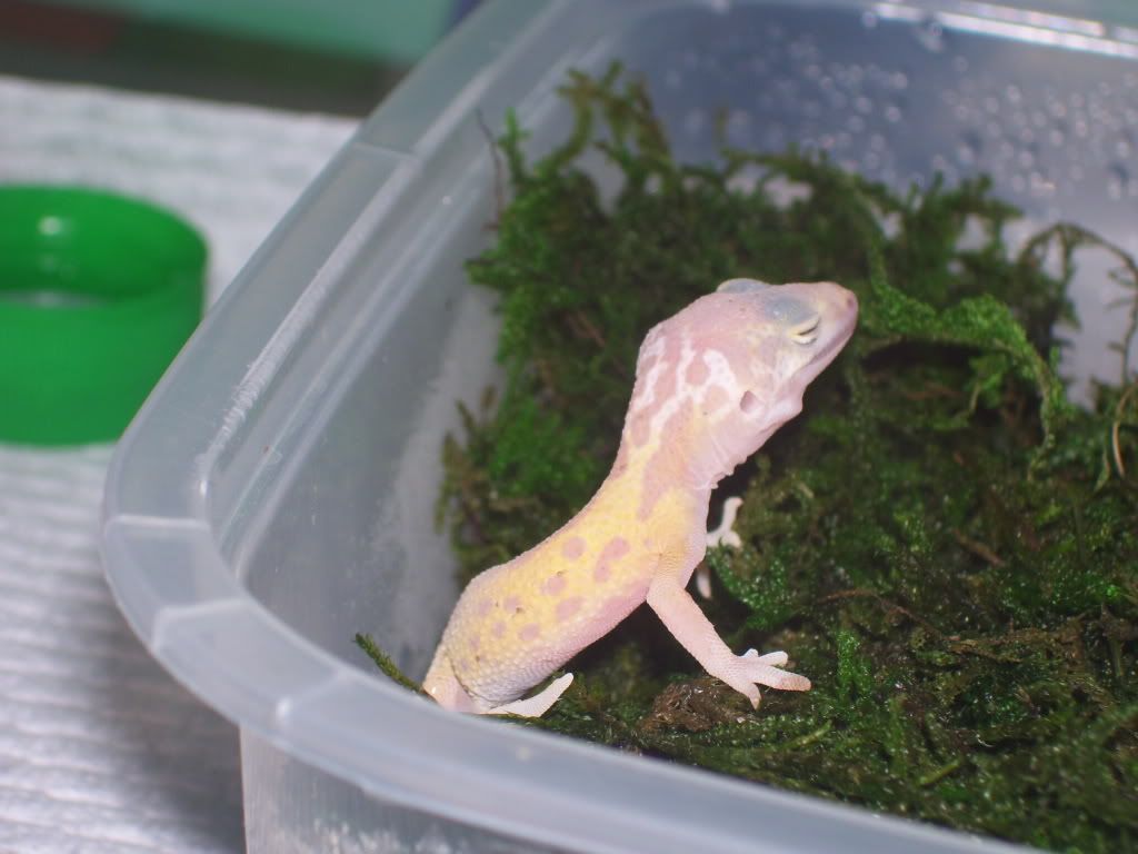geckos015.jpg