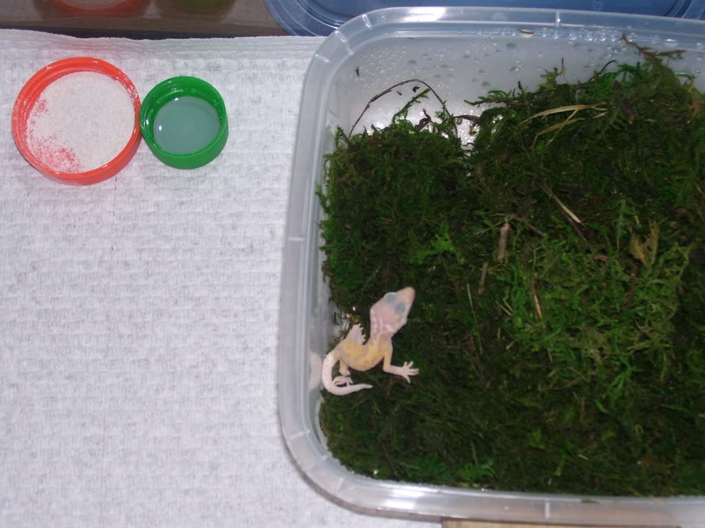 geckos016.jpg