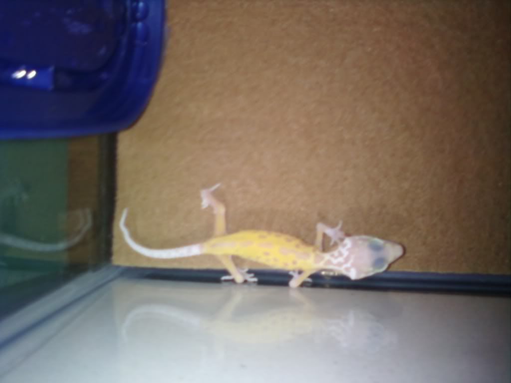 sickgecko2.jpg
