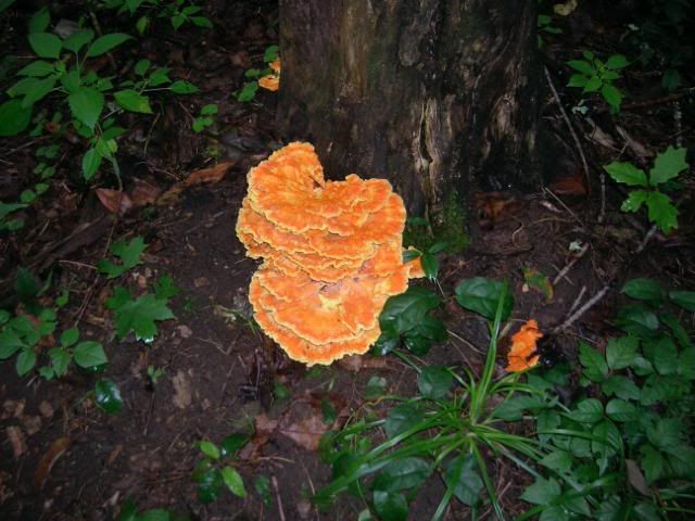 Orange Tree Fungus