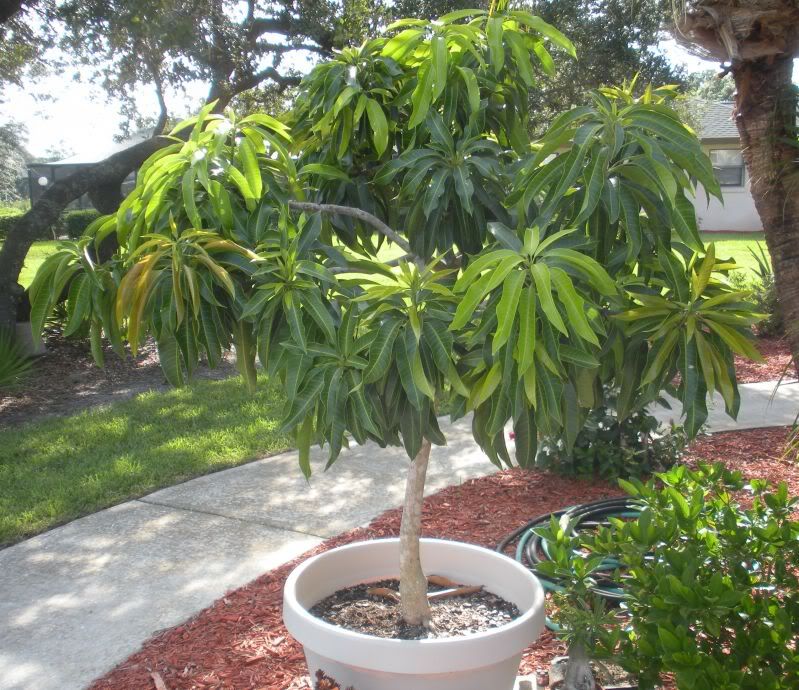 Dwarf Mango Tree