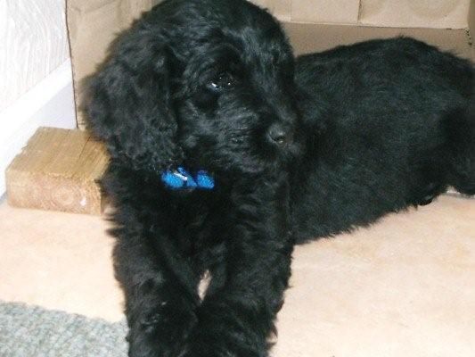 Predicting Puppies Coat Type Uk Labradoodle Association