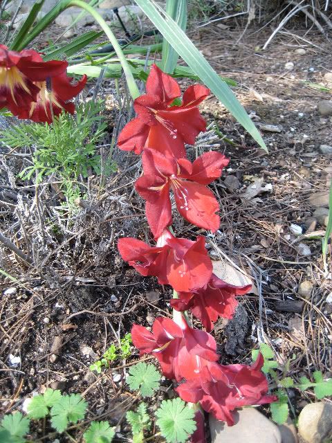 Weepy Valentine's Day Crimson Gladiolus in our yard