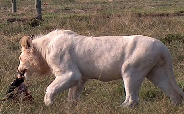 white_lion2.jpg