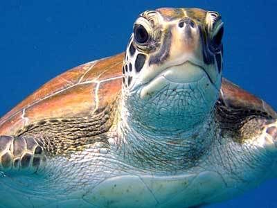 turtle Pictures, Images and Photos
