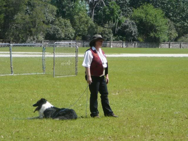 Middleton Gardens,working dog