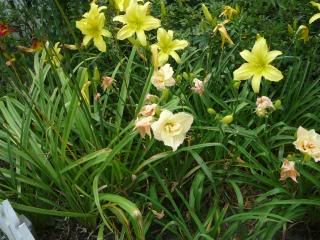 Rose lilies