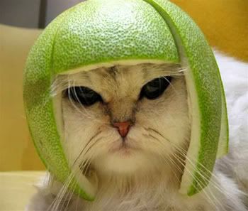 melon-cat.jpg