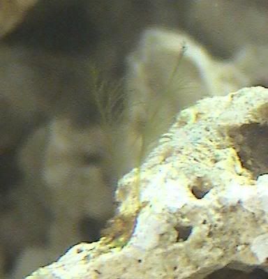 MacroAlgae2a.jpg