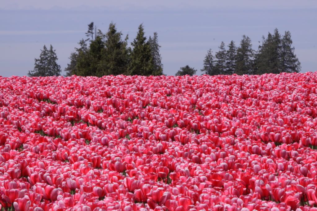 http://i168.photobucket.com/albums/u179/denydog/DPP_IMG_Tulips_006.jpg