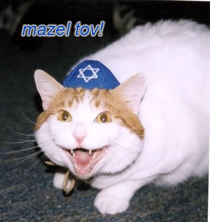 mazeltov.jpg funny cat image by funnycatmacros
