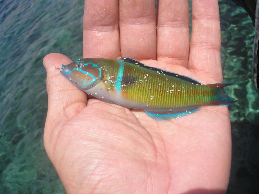 CyprusMay2008038.jpg