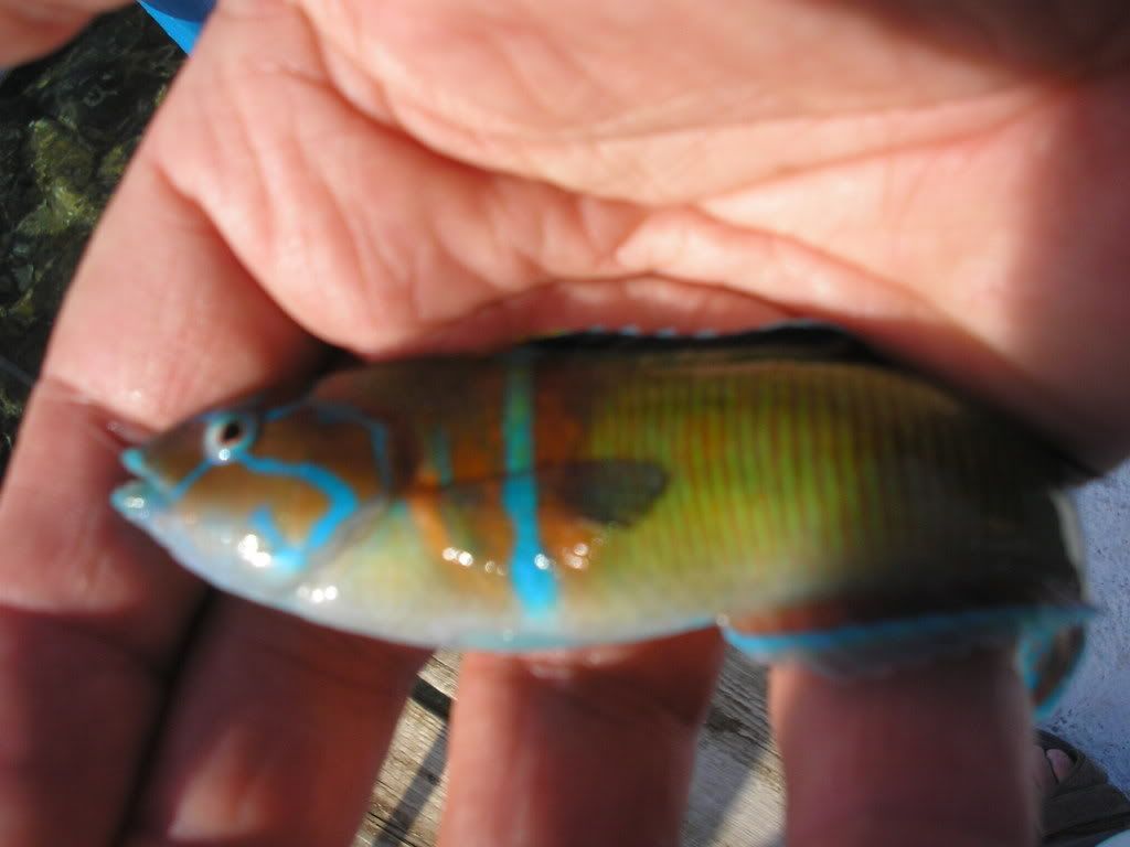CyprusMay2008053.jpg