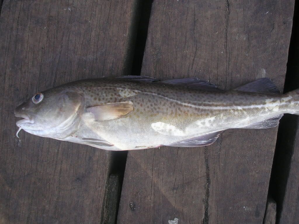 fishing002.jpg