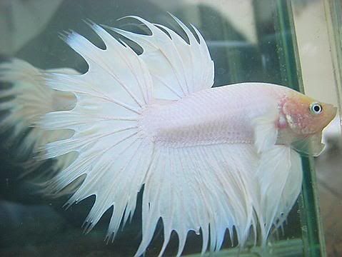 CrowntailBetta_48.jpg