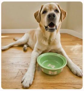 Dogs with cancer, also called canine cancer, normally lose their appetite since their organs and different parts of the body are affected by the disease.
