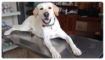 Your dog needs your support and care in battling Bone Cancer, and these are some of the ways you can offer them. Your dog needs your support and care in battling Bone Cancer, and these are some of the ways you can offer them.
