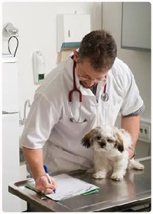 Knowing which dog breeds are susceptible to bone cancer allows us to monitor and examine them early on for signs of an onslaught of this illness. There are specific bone patterns identifiable in X-rays that could be an indication of bone cancer. Knowing which dog breeds are susceptible to bone cancer allows us to monitor and examine them early on for signs of an onslaught of this illness. There are specific bone patterns identifiable in X-rays that could be an indication of bone cancer.